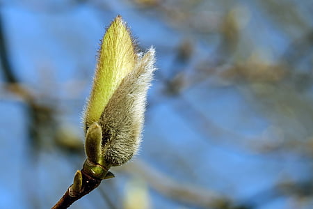 close-up photography of white leaf thumbnail