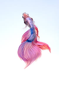 pink and blue Siamese fighting fish thumbnail