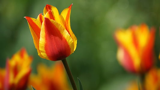 selective focus photo of red-and-yellow tulips thumbnail