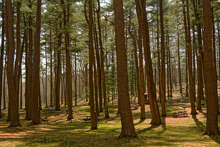 green leaf trees at daytime thumbnail