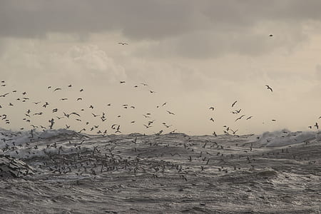 flock of bird flying above rock thumbnail