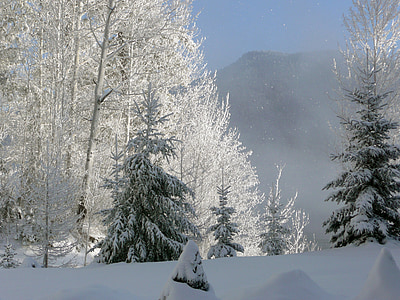 snow filled trees photo during daytime thumbnail