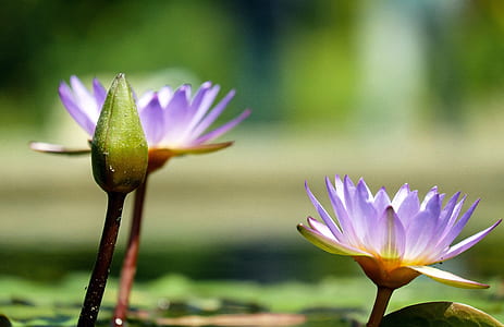 white and purple lotus flowers thumbnail