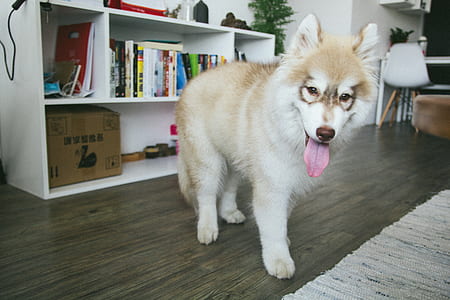books, animal, pet, cute thumbnail
