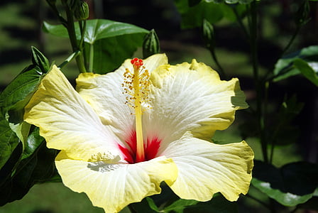 close-up photo of yellow hibiscus flower thumbnail