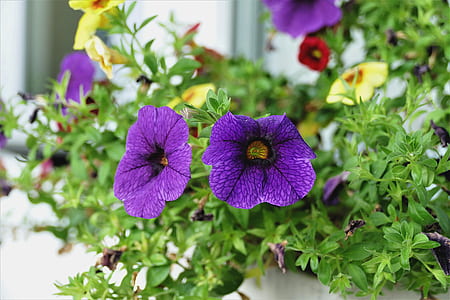 selective focus photography of purple flower thumbnail