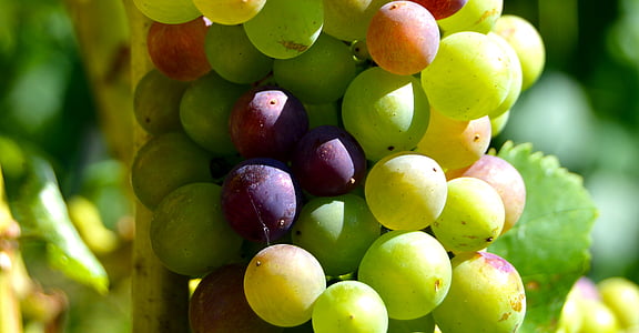 selective focus photography of grapes thumbnail