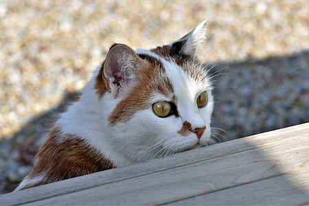 close-up photo of short-fur brown and white cat thumbnail