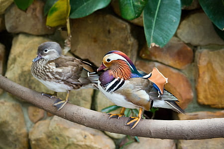 two short-beak brown and multicolored birds thumbnail