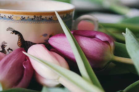 coffee, cup, flowers, purple thumbnail