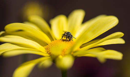 Honeybee Perched on Yellow Petaled Flower in Closeup Photo thumbnail