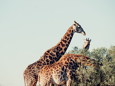 three giraffe eating thumbnail