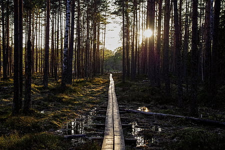 River Between Trees and a Sunset thumbnail