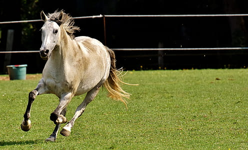 white and brown horse running on field thumbnail
