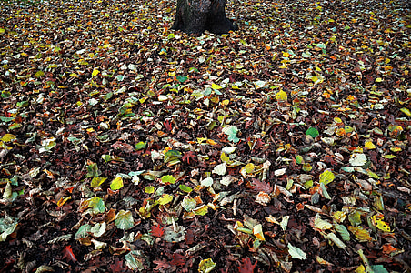 green and brown leaves on the ground thumbnail