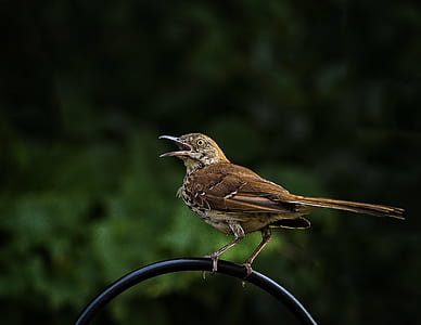 brown bird perched on black steel rod thumbnail