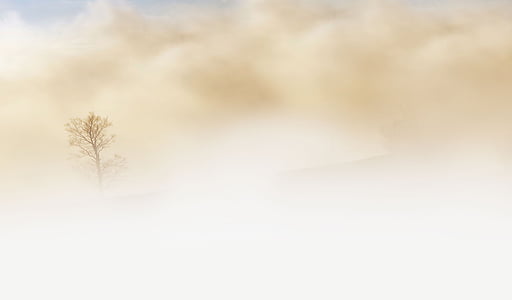 fog, tree, desert, sky thumbnail