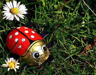 red and gold ladybirg beside white Daisy flower thumbnail