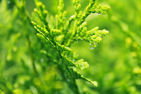 light, water, summer, garden thumbnail