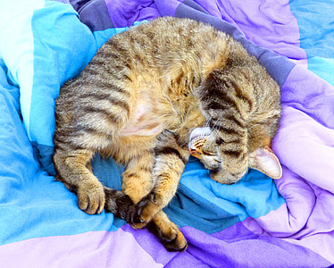 silver tabby cat lying on purple and teal textile thumbnail