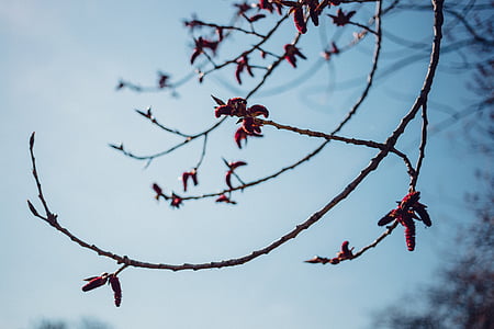 selective focus photo of branc thumbnail