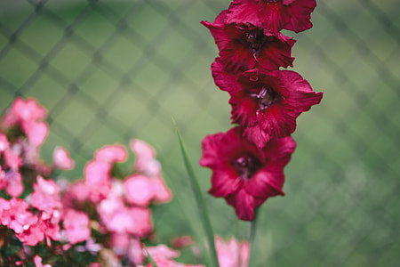 Flowers, fruits and vegetables in the garden thumbnail