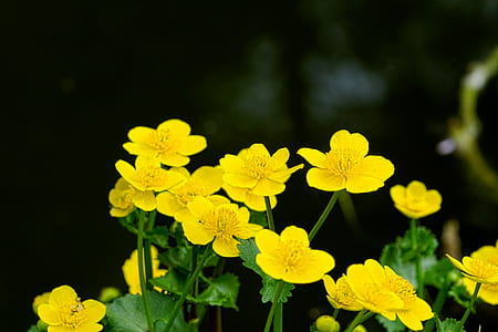selective focus photography of yellow petaled flowers thumbnail