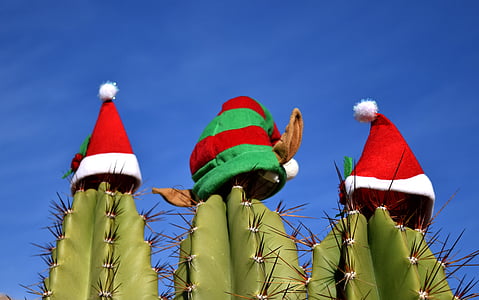 Santa hats on top of cacti thumbnail