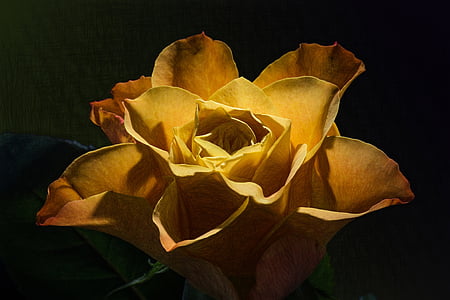 yellow rose flower thumbnail