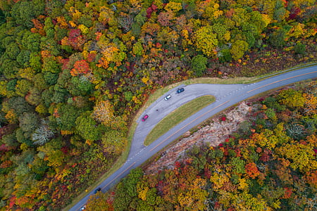 top view of 3 cars surrounded by trees thumbnail