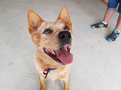 adult medium short-coated brown dog standing near person wearing blue shoes thumbnail