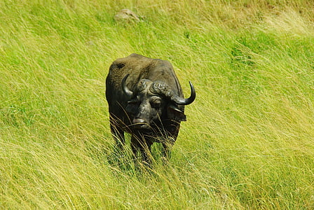 black yak on grass field thumbnail