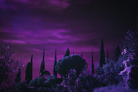 silhouette of trees during night time thumbnail