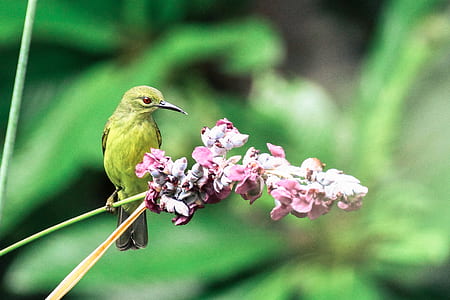 green bird standing on plant branch thumbnail