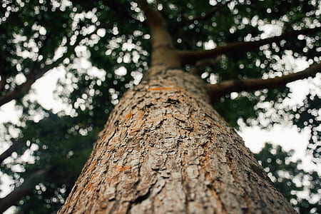 brown bare tree thumbnail