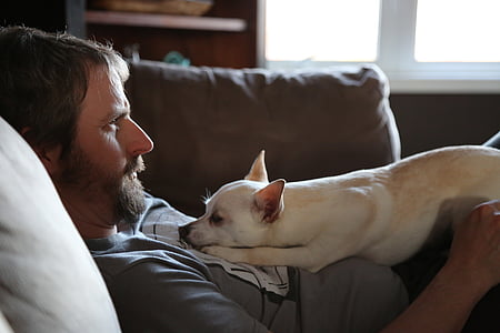 white chihuahua lying on person's body thumbnail