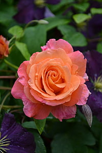 close-up photo of peach and pink rose thumbnail
