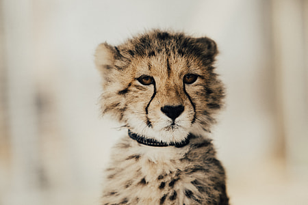 Baby Cheetah thumbnail