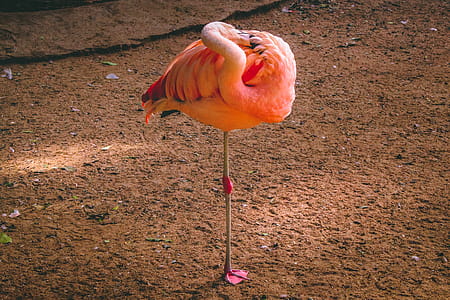 Flamingo Standing on Brown Soil thumbnail