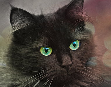 short-fur black cat thumbnail