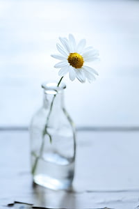 white daisy flower in glass bottle thumbnail