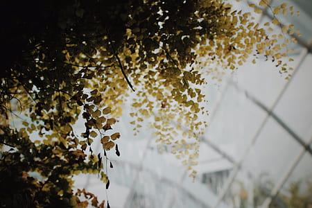 shallow focus photography of yellow leaves thumbnail