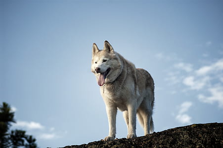 clouds, dog, blur, fur thumbnail