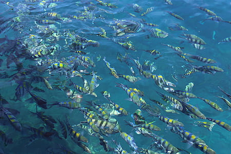 school of yellow fish on water thumbnail