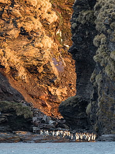 group of penguins near rock formation during daytime thumbnail