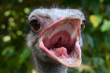 selective focus photography of ostrich thumbnail