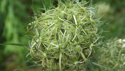 Queen Anne'S Lace, Daucus Carota thumbnail