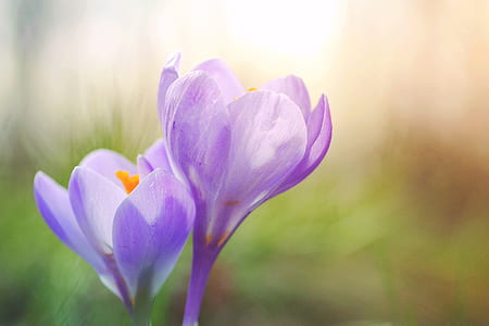 selective focus of two purple petaled flowers thumbnail