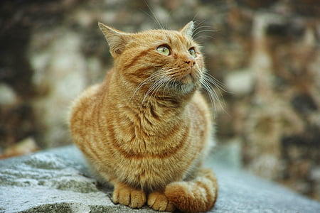 orange Tabby cat thumbnail