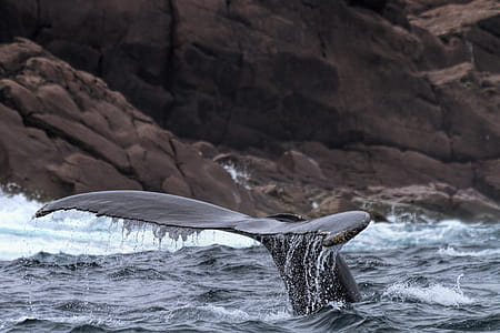 Whale near shore. thumbnail